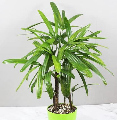 Broadleaf lady palm plant Big Size Witout Pot