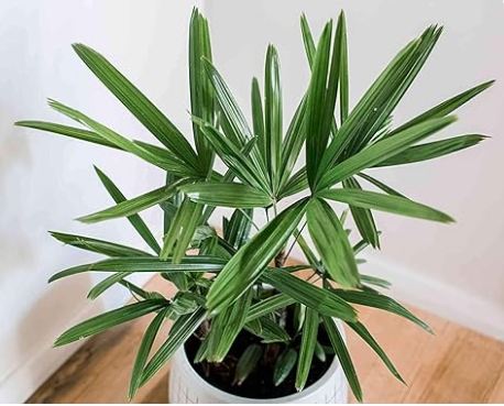 Broadleaf lady palm indoor plant without pot 