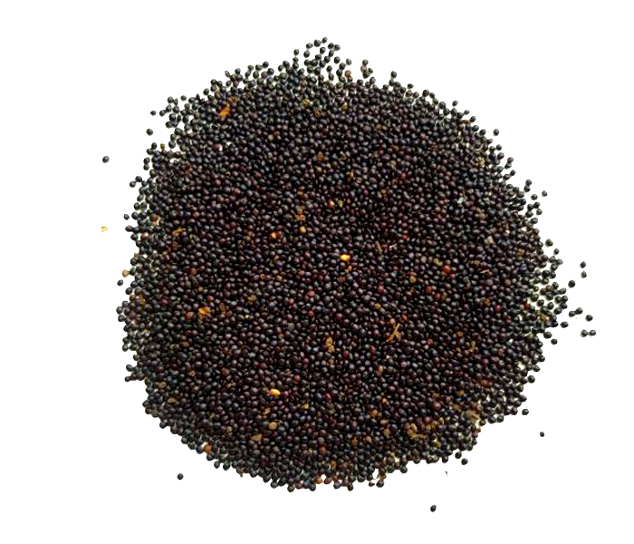 Coleus Black Dragon Flower Seeds ( Per Package 1000 Pcs )