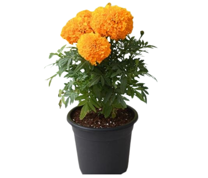 Shree Mahadev Nursery Marigold Blossom Plant with Poly bag Decorate your garden with Marigold Flowers 