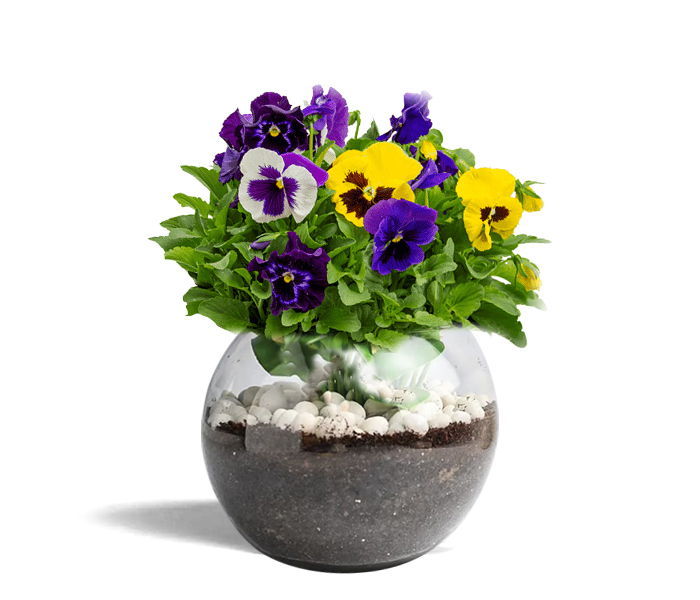 Leaf Tales Pansy Flower Plant With Poly Bag suitable for indoor & Outdoor 