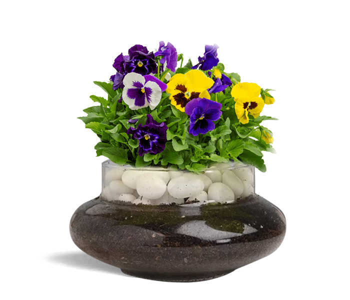 Pansy Plant with Poly Bag 
