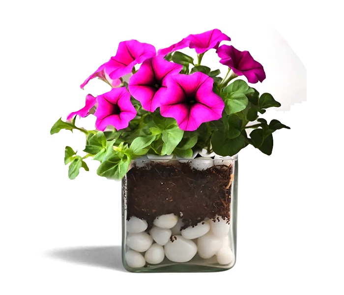 Petunia Flower Plant With Poly Bag 