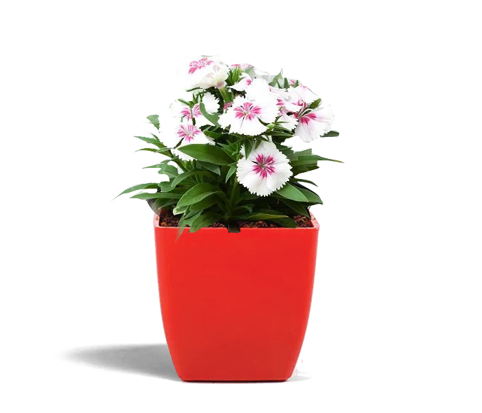 China pink Flower Plant 