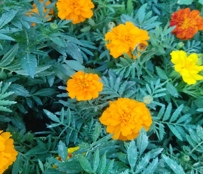 Shree Mahadev Nursery Marigold Plant 