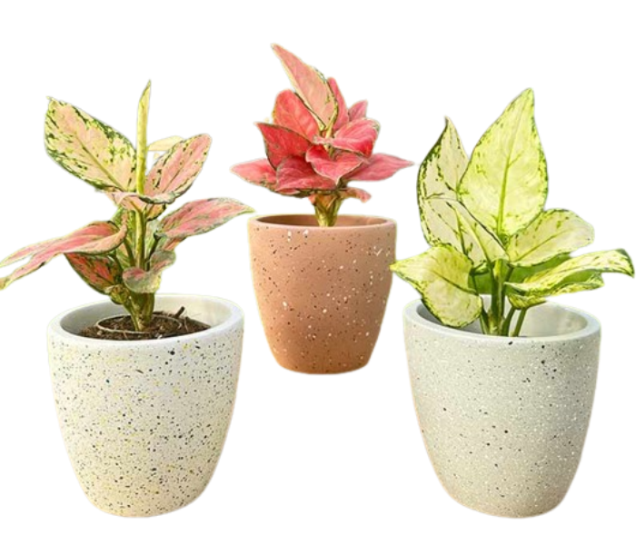 Speckled Terracotta Clay Pot (Set Of 3)