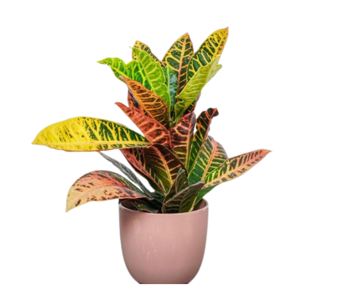 Live Croton Plant With 6