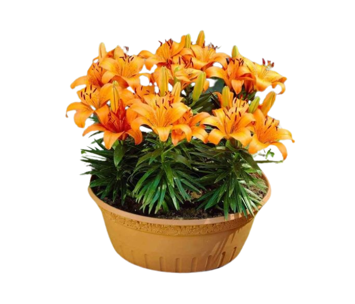 Orange Oriental Lily Live Plant with Pot  