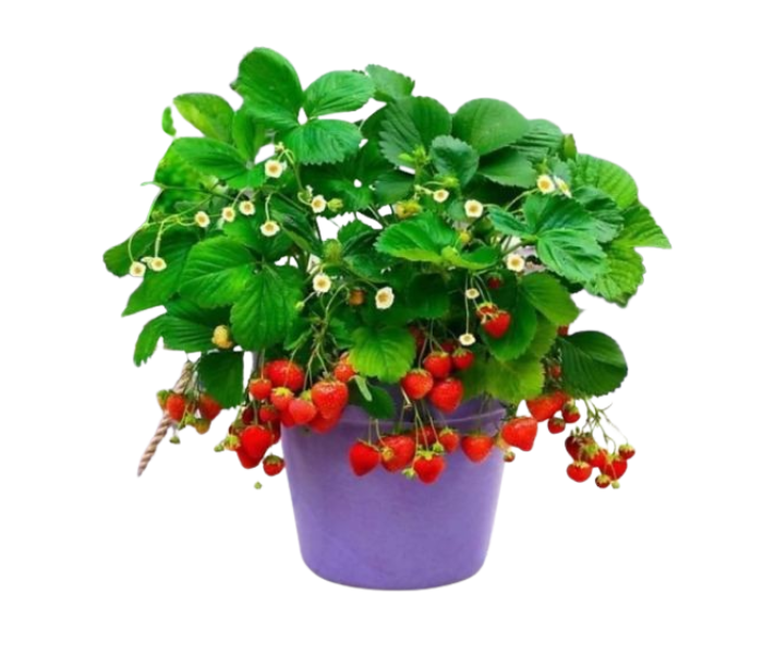 Fruit Strawberry Plant With Ploy Bag  for Indoor and Outdoor 