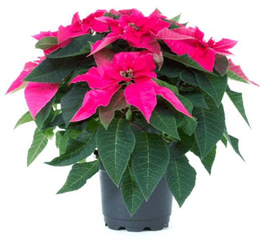 Pink Poinsettia/ Christmas Plant With Pot 