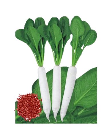 URO Green Vegetables Seeds ,( Radish ) Weight 250 GM