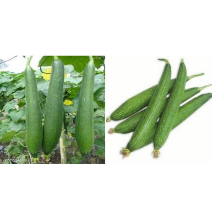 URO-Parth Sponge Gourd Seed , Weight 50 Gm