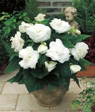 Begonia, tuberous Primary Flower Seeds ( Per Package 1000 Pcs )