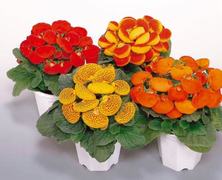Calceolaria Dainty Mix Flower Seeds ( Per Package 1000 Pcs )