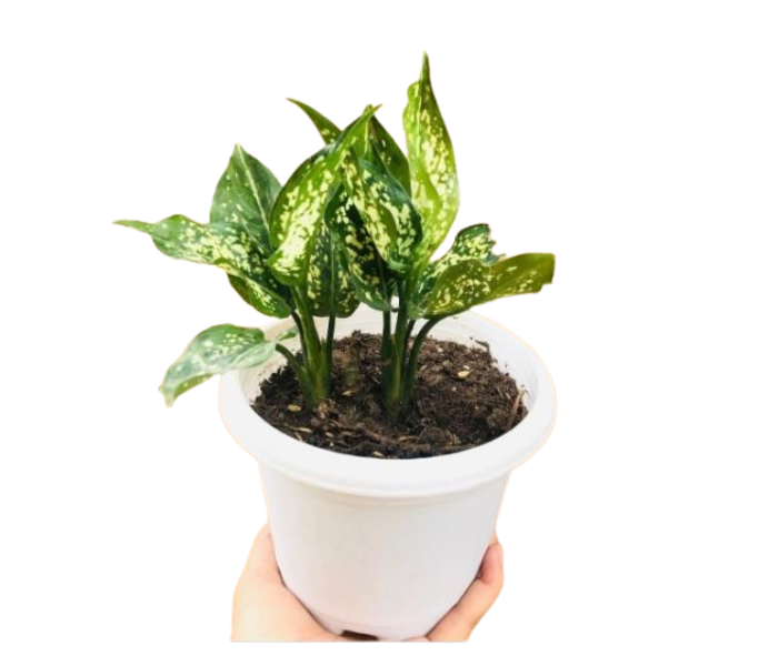 BAMBUSA Aglaonema Snow Plant: Exquisite Natural Live Indoor Plant With Poly Bag 