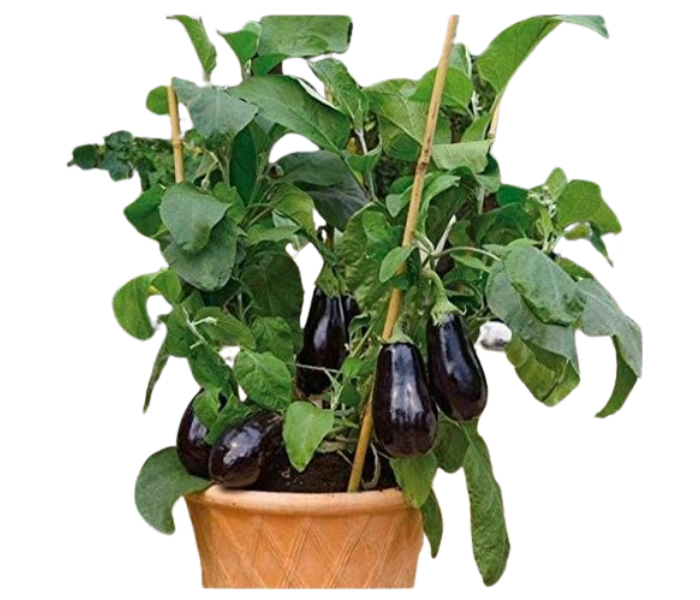 Brinjal Live Plant For Home Garden 
