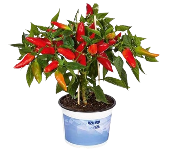 Red Chili With Poly Bag , Chili Pepper , Capsicum , Ornamental chili Plant 