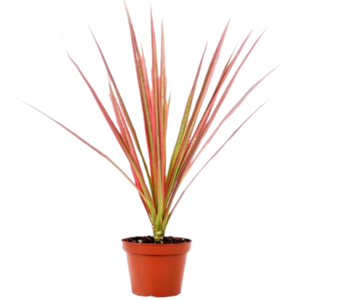 Dracaena Colorama Healthy Living Plant , Indoor & Outdoor Plant 