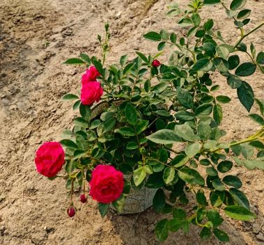 Rose Plant All Time And Season Flowering Plant