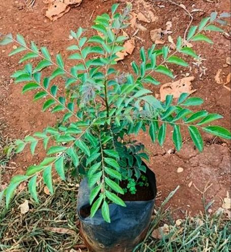 Green Murraya Koenigii Curry Leaf Plant, For Plantation