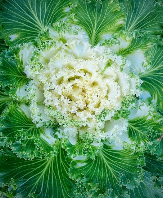 Ornamental Kales Plant 