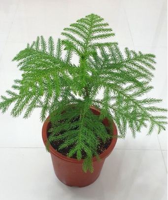 Araucaria Heterophylla Norfolk Island Pine Christmas Tree Live Plant Original Variety