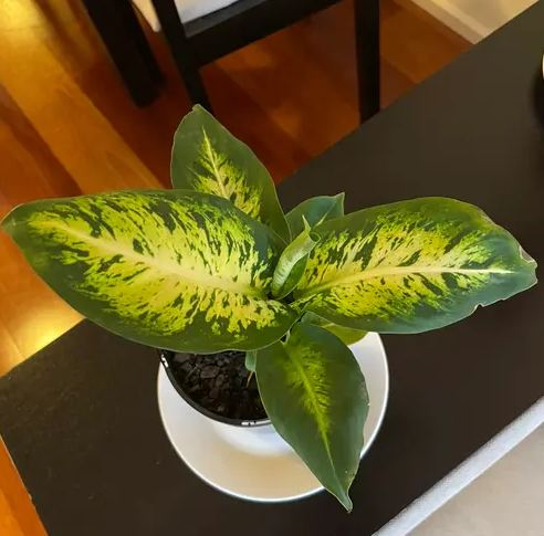 Dieffenbachia Dumb Cane | Leopard Lilly Multicolor Indoor For Home And Office Friendly Live Plant With Pot