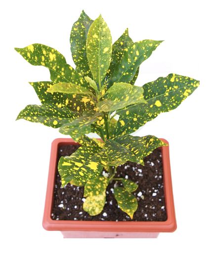 Live Golden Dust Croton Plant With Pot -Indoor/Outdoor Plant