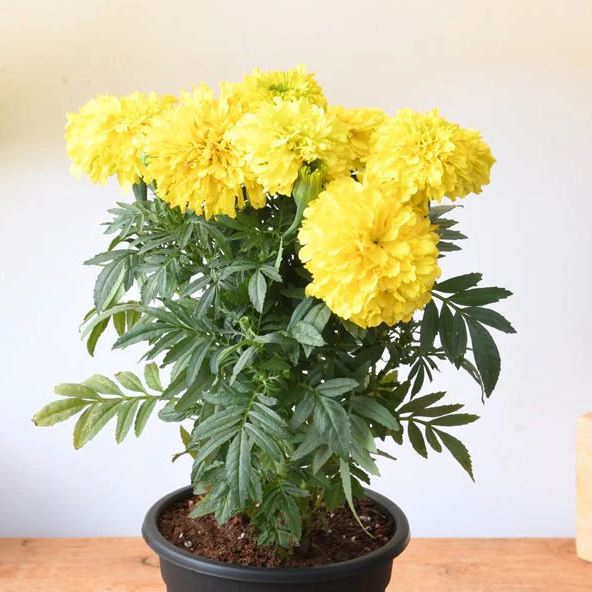 golden-vidya-morpankhi-plant