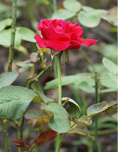 Rose Flower Plant Tree