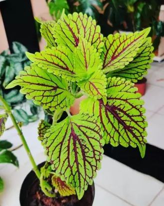 silver-lace-leaf-rare-fern-plant