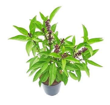 Plant Trees Holy Basil Plant For Outdoor kitchen Herb Garden 