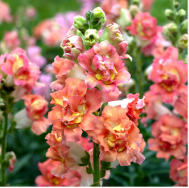 Antirrhinum, Tall Madame Butterfly Seeds ( Per Package 1000 Pcs )