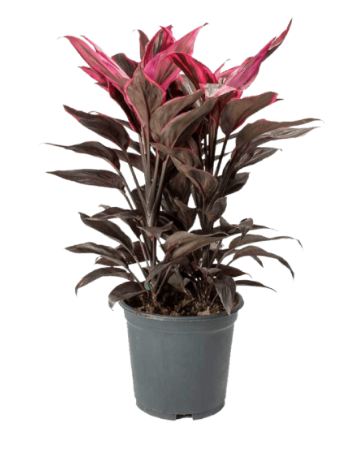ornamental-kales-plant