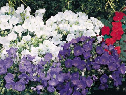 Campanula Clips Mix Flower Seeds ( Per Package 1000 Pcs )