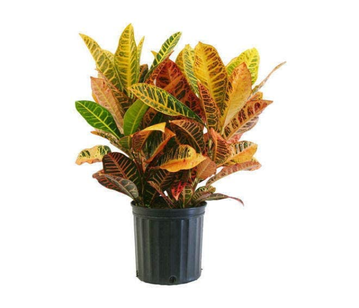 Croton Live Plant With Grow Bag Best Indoor Plant For Home /Office for Decor