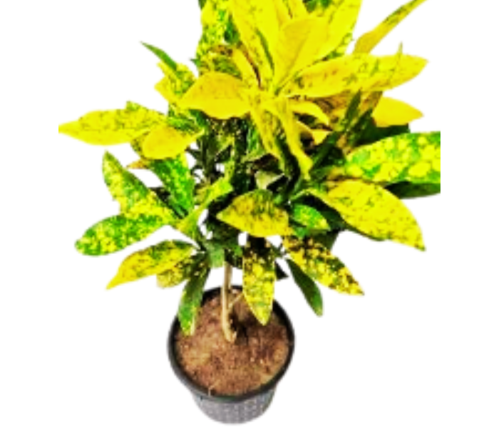 Croton Gold Dust Foliage Live Plant For Indoor & Outdoor 