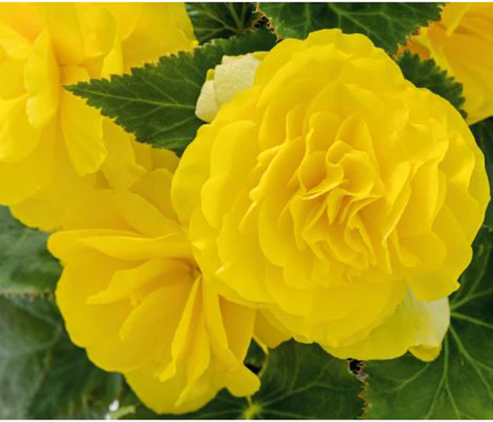 Begonia, tuberous Non Stop Flower Seeds ( Per Package 1000 Pcs )