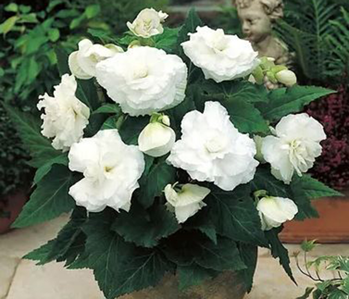 Begonia, tuberous Primary Flower Seeds ( Per Package 1000 Pcs )