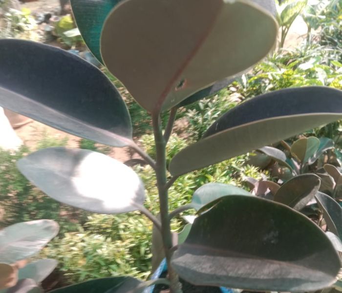 Rubber Plant For Indoor & Outdoo 