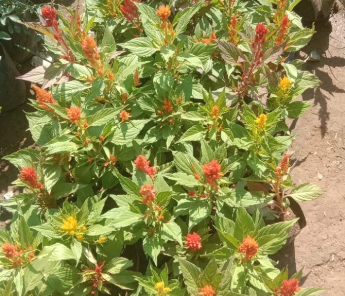  Celosia Plumosa Glorious Orange Suitable or Indoor & Outdoor Plant 