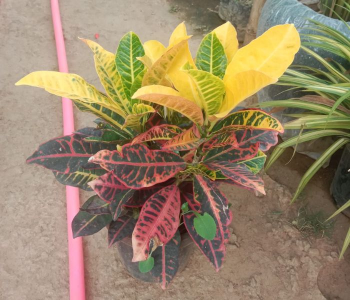 Croton Plant ( Gold ) Best For Outdoor 