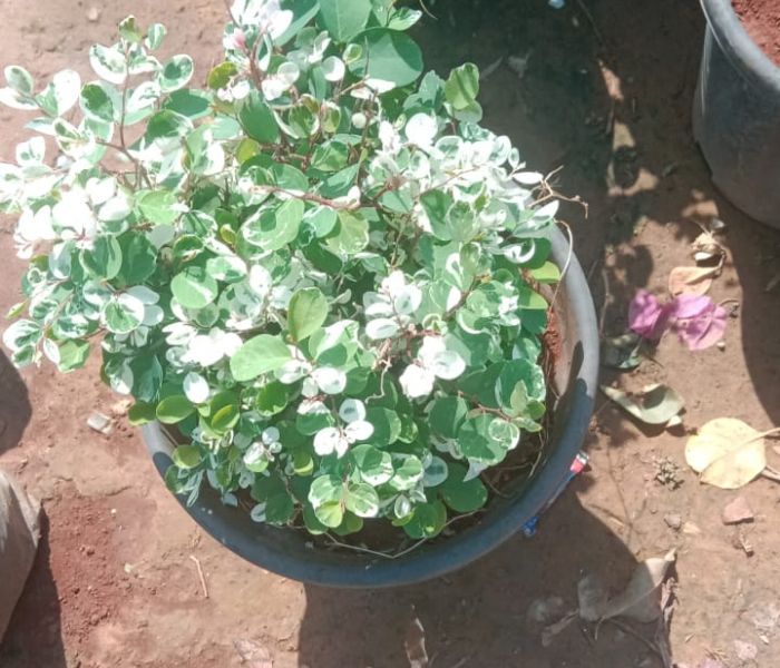 Breynia Plant Best For Indoor & Outdoor 