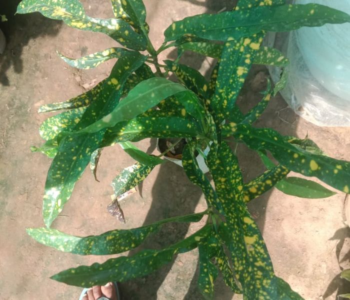 Golden Croton Plant Best For Indoor & Outdoor Plant 