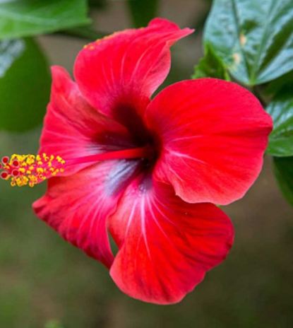 Hibiscus rosa-sinensis, Hibiscus – Plant