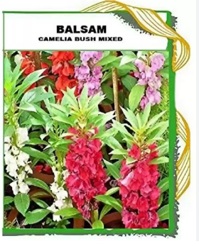 Balsam Camelia Flowered Mix  Capacity 10 Gm