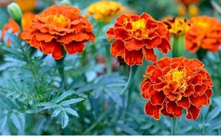 Plant Tree Marigold Plant Medicinal Plants to keep at your Home Always 