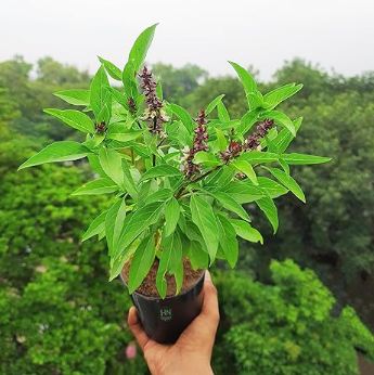 Plant Tree Tulsi Plant Medicinal Plant 