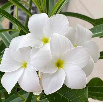 Plumeria Pudica,White Chapa Nag Champa Flower 