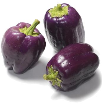 Capsicum Or Purple Bell seeds - 5 Gm